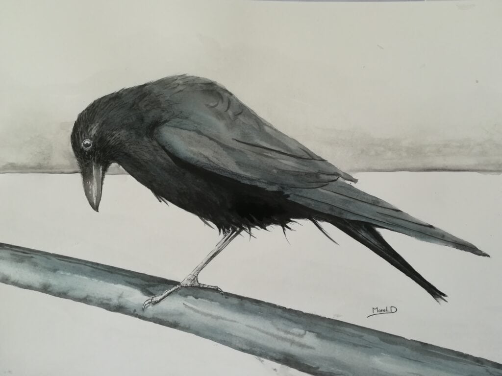 œuvre d'art, animalier, aquarelle encre sur papier A3, david morel artiste, une corneille de profil sur une patte