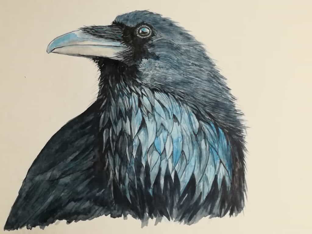 œuvre d'art, animalier, aquarelle encre sur papier 24/32cm, david morel artiste, portrait d'une corneille noir