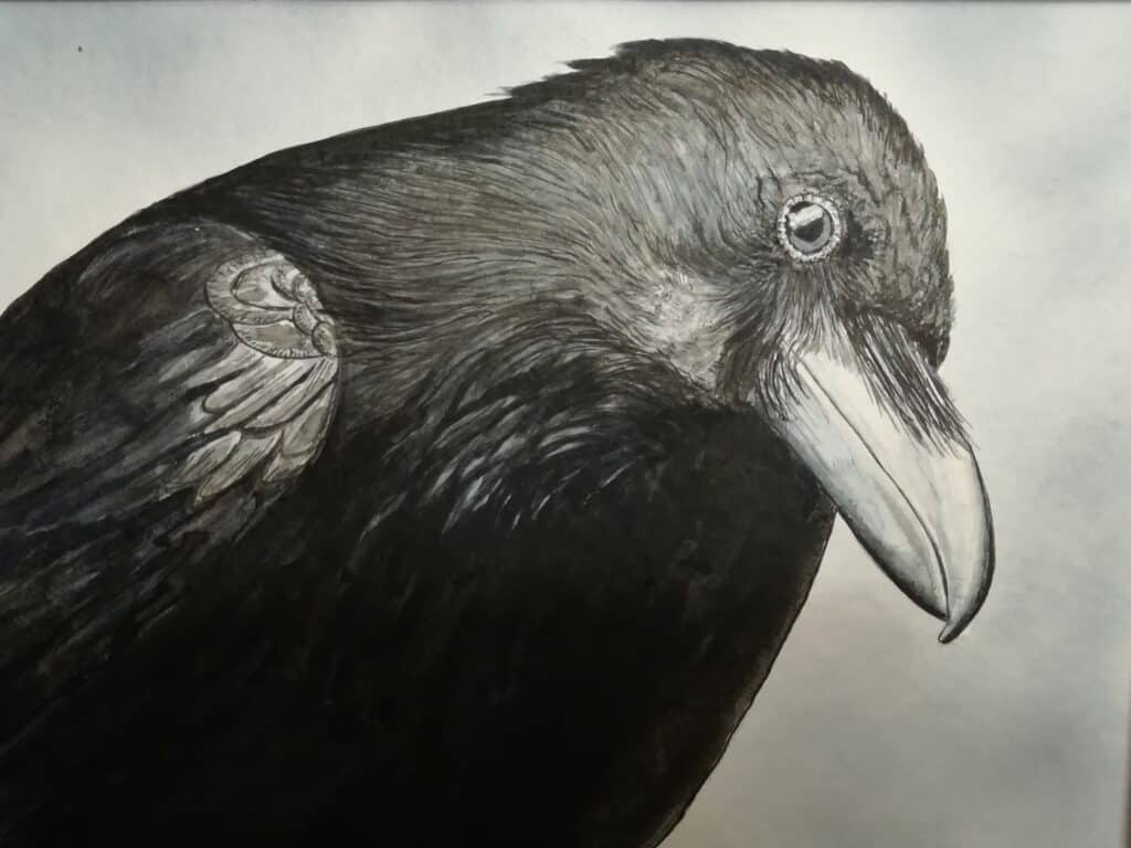 œuvre d'art, animalier, aquarelle encre sur papier 28/22cm, david morel artiste, portrait d'une corneille