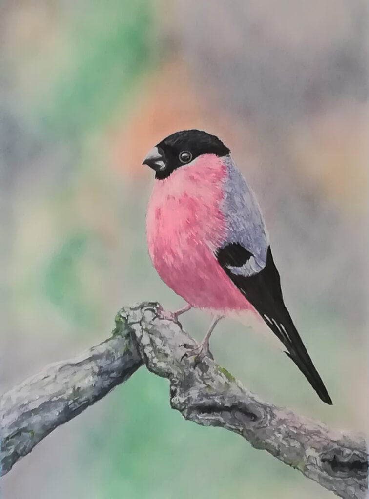 œuvre d'art, animalier, Acrylique sur papier A3, david morel artiste, bouvreuil eurasien sur un branche