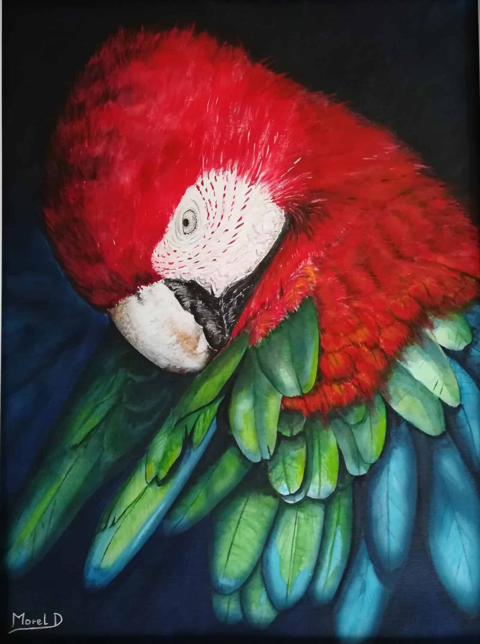 œuvre d'art, animalier, acrylique sur papier A3, david morel artiste, portrait d'un ara rouge qui nettoie ses plumes
