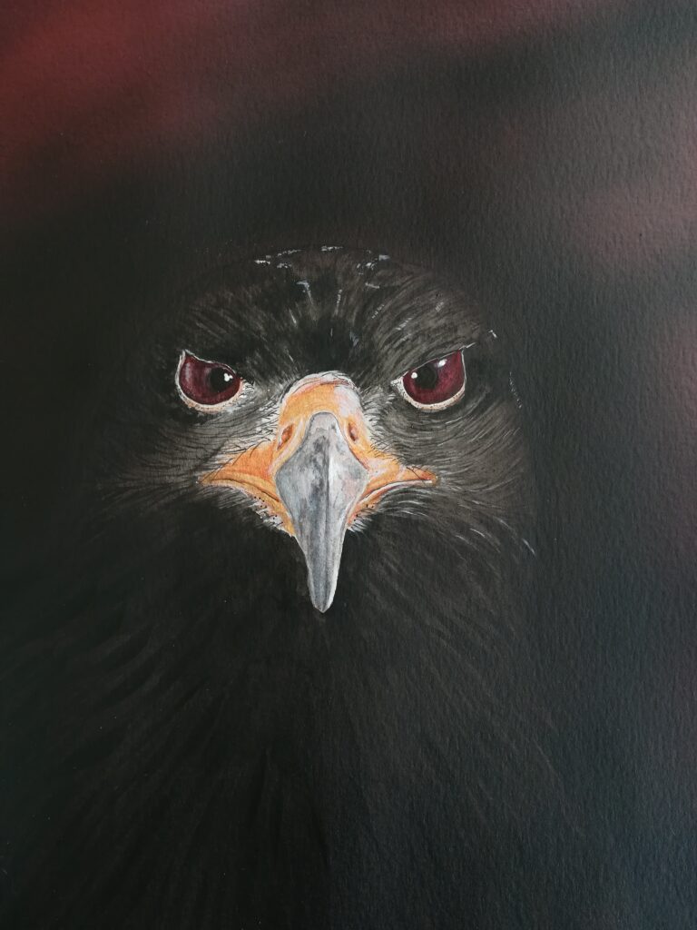 oeuvre d'art, animalier, acrylique aquarelle A4, david morel artiste, portrait d'un faucon sur fond noir