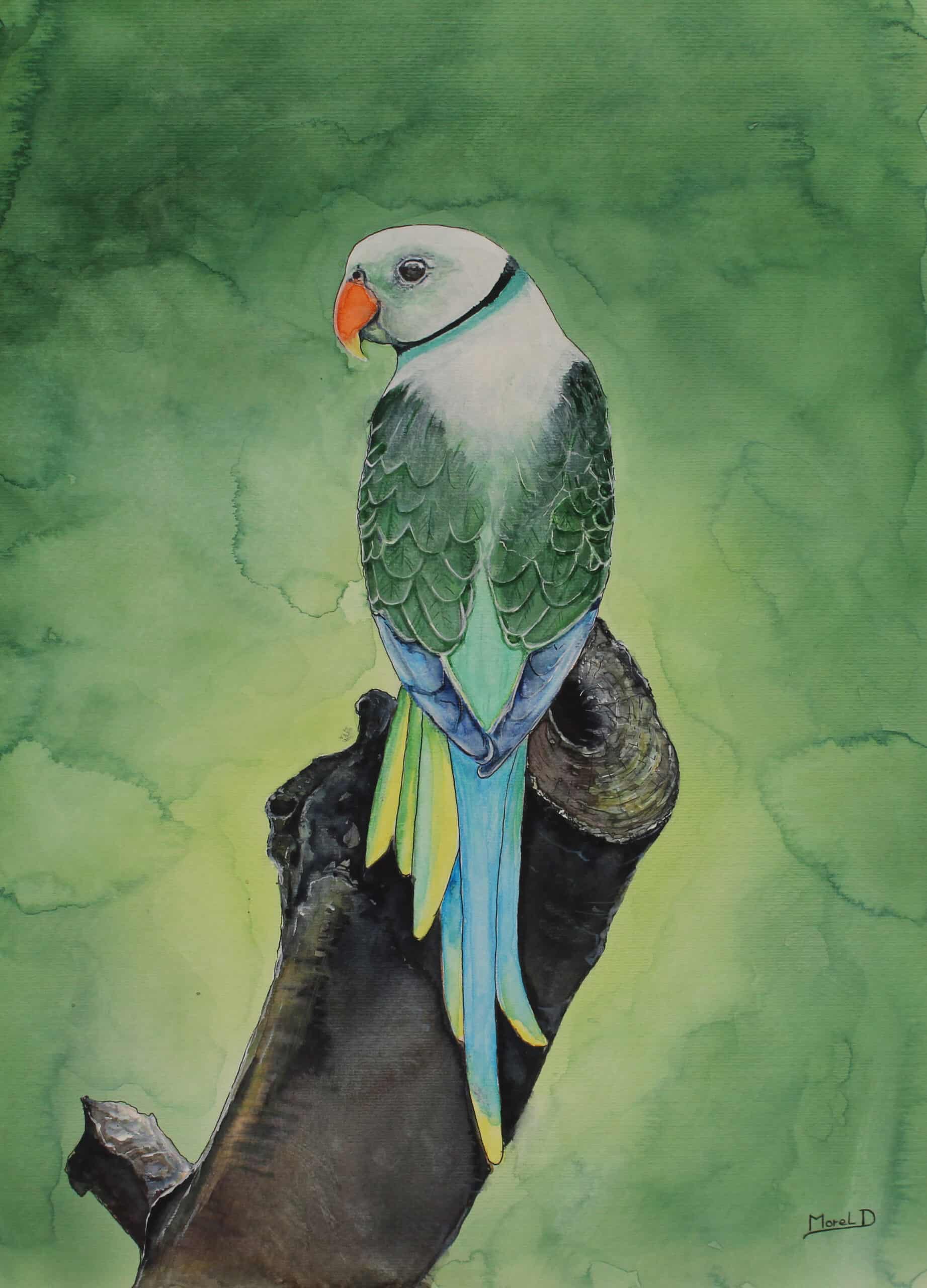 œuvre d'art, animalier, acrylique sur papier 35/50cm, david morel artiste, perruche à collier sur une branche sur fond vert