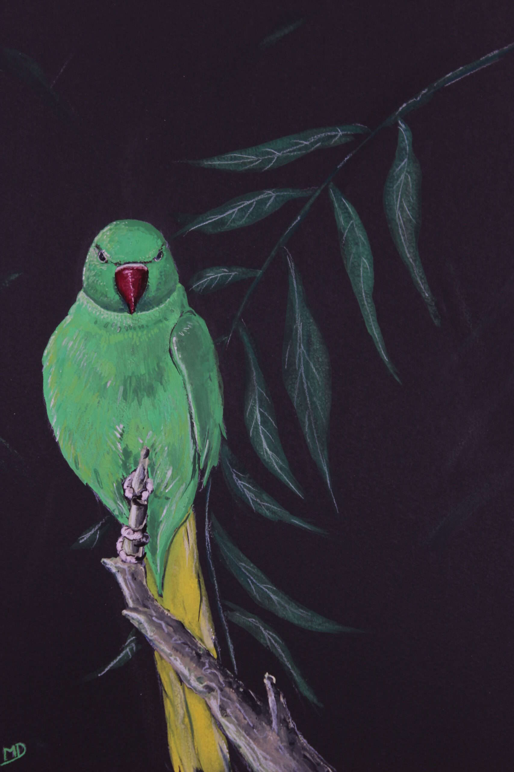 œuvre d'art, animalier, gouache sur papier A4, david morel artiste, perruche verte sur une branche sur fond noir